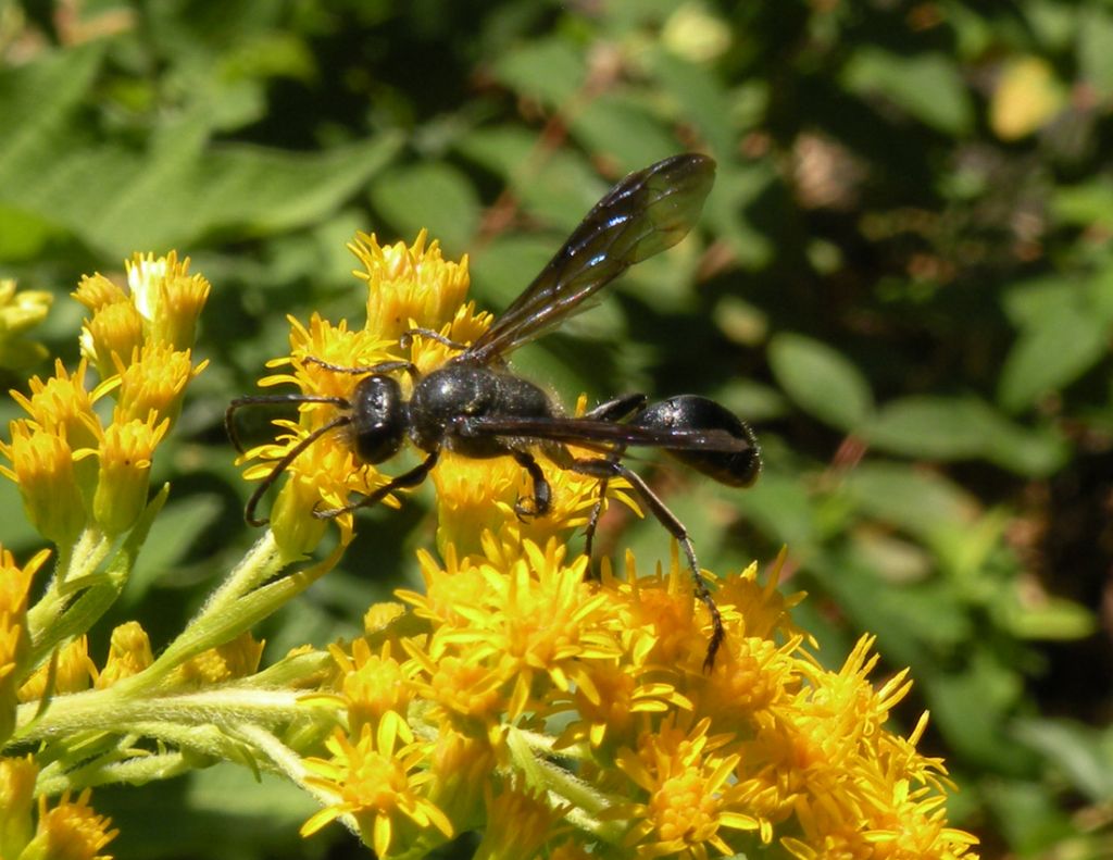 Conferma per Isodontia mexicana?